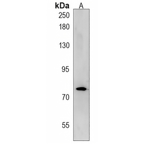 mtm1 Rabbit Polyclonal Antibody