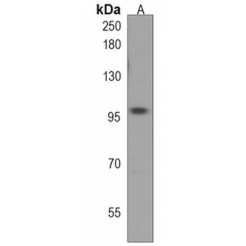 atg9a Rabbit Polyclonal Antibody
