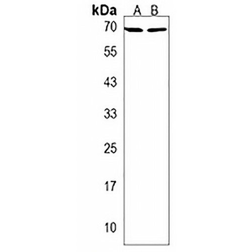 waca Rabbit Polyclonal Antibody
