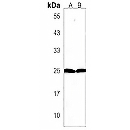 lin28a Rabbit Polyclonal Antibody