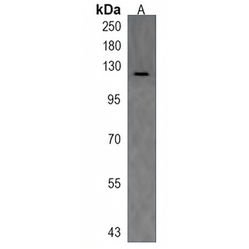 stil Rabbit Polyclonal Antibody