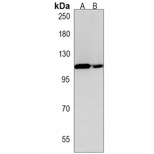 srrt Rabbit Polyclonal Antibody