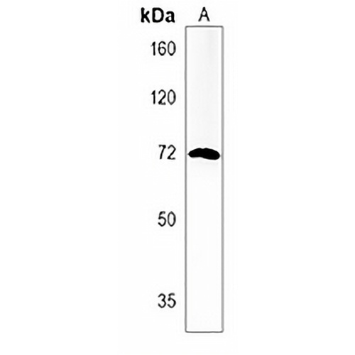 dlc Rabbit Polyclonal Antibody