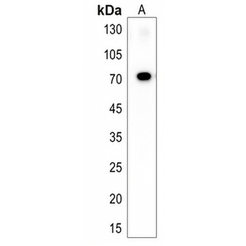 rab11fip4a Rabbit Polyclonal Antibody