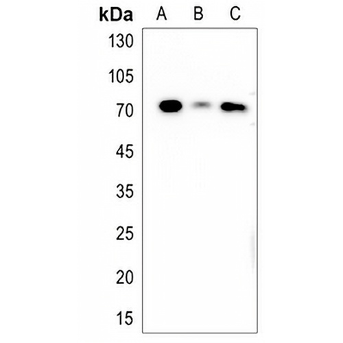 hspa8 Rabbit Polyclonal Antibody