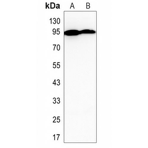 STAT4 Rabbit Polyclonal Antibody