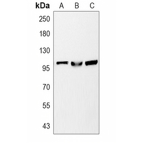 STAT6 Rabbit Polyclonal Antibody