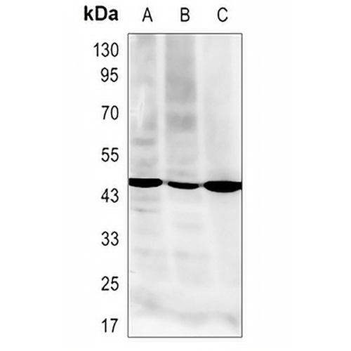 RSAD2 Rabbit Polyclonal Antibody