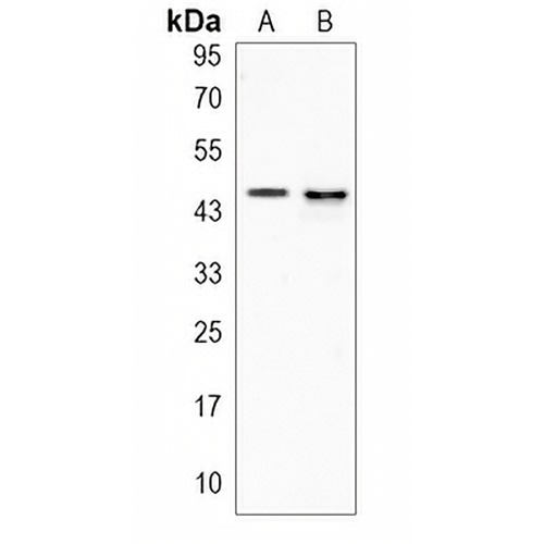ANGPTL4 Rabbit Polyclonal Antibody