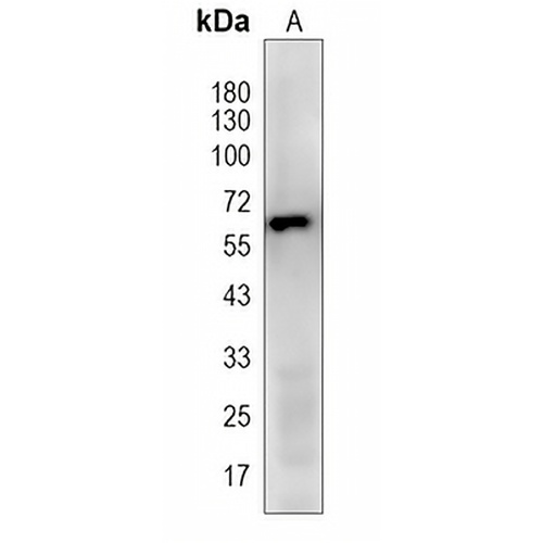 c-Fos (Phospho-T232) Rabbit Polyclonal Antibody
