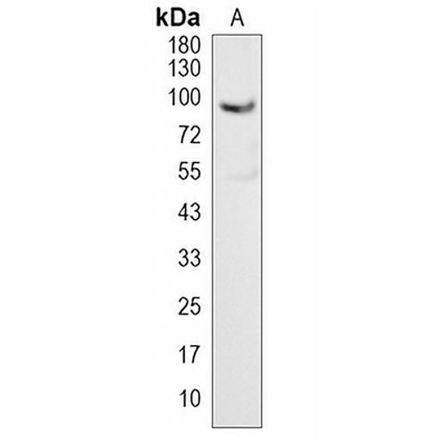 TMPRSS6 Rabbit Polyclonal Antibody