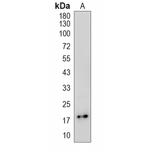 EDN2 Rabbit Polyclonal Antibody