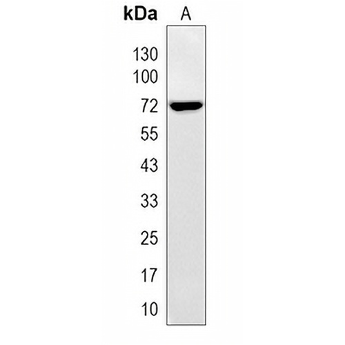 CD87 Rabbit Polyclonal Antibody