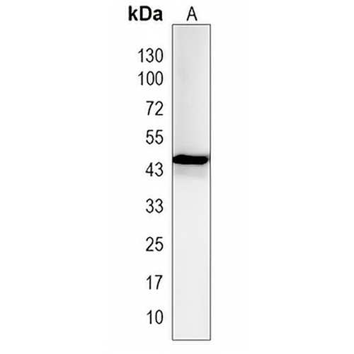 SERINC5 Rabbit Polyclonal Antibody