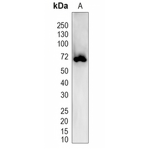 KCNK5 Rabbit Polyclonal Antibody