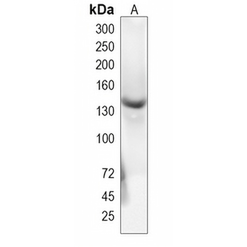 LATS1/2 (Phospho-S909) Rabbit Polyclonal Antibody