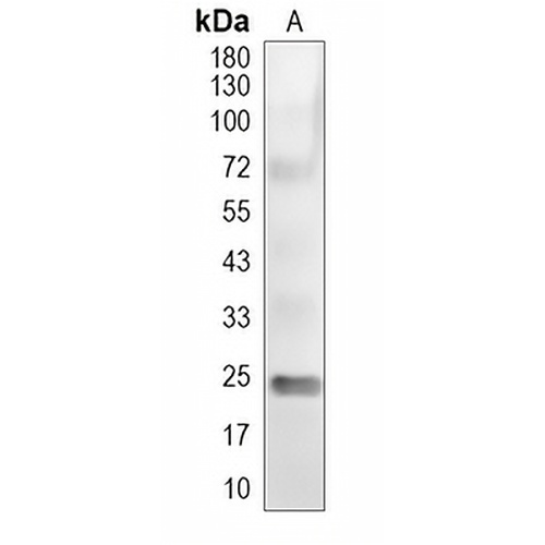 E2 EPF Rabbit Polyclonal Antibody