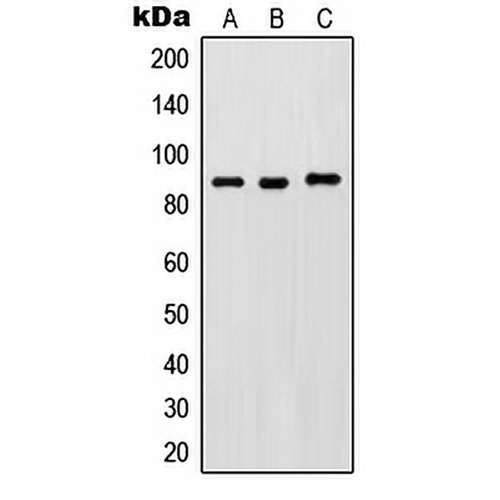 IKK beta (Phospho-Y188) Rabbit Polyclonal Antibody
