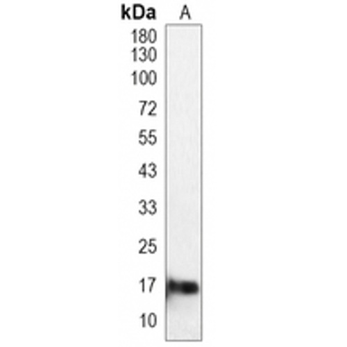 CXorf40A Rabbit Polyclonal Antibody