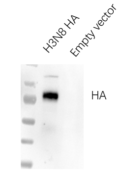 Anti-H3N8 Avian Influenza HA Protein Mouse Monoclonal Antibody (H3_3B8)