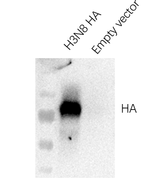Anti-H3N8 Avian Influenza HA Protein Mouse Monoclonal Antibody (H3_4C2)