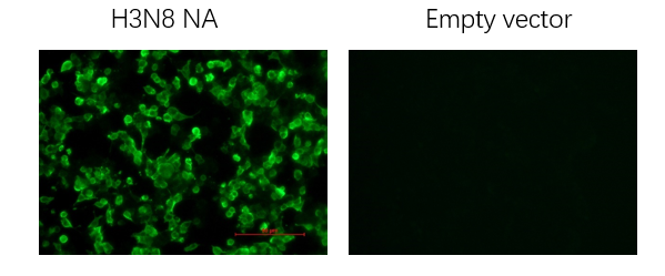 Anti-H3N8 Avian Influenza NA Protein Mouse Monoclonal Antibody (N8_2B8)