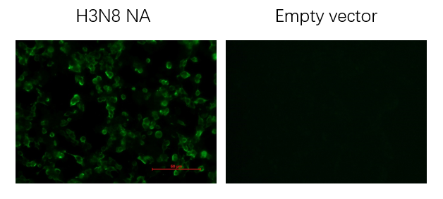 Anti-H3N8 Avian Influenza NA Protein Mouse Monoclonal Antibody (N8_4B9)