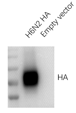 Anti-H6N2 Avian Influenza HA Protein Mouse Monoclonal Antibody (H6_5G2)