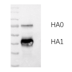 Anti-H10N3 Avian Influenza HA Protein Mouse Monoclonal Antibody (H10_1F4)