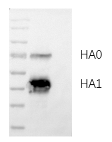 Anti-H10N3 Avian Influenza HA Protein Mouse Monoclonal Antibody (H10_6G12)