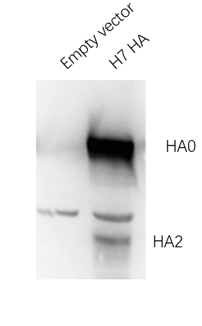 Broad-Reactive Influenza Virus Mouse Monoclonal Antibody (HA_3A11)