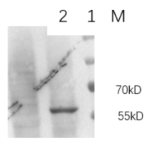 Broad-Reactive Avian Influenza NP Mouse Monoclonal Antibody (ANP_4B5)