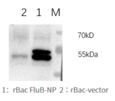 Broad-Reactive Influenza B NP Mouse Monoclonal Antibody (BNP_1H9)