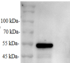 Anti-Infectious Bronchitis Virus (IBV) N Protein Mouse Monoclonal Antibody (IBV-N_6F1)