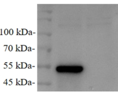 Anti-Infectious Bronchitis Virus (IBV) N Protein Mouse Monoclonal Antibody (IBV-N_4E6)
