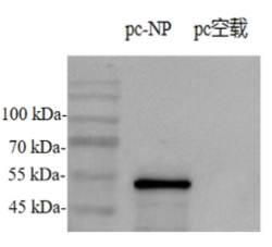 Anti-Infectious Bronchitis Virus (IBV) N Protein Mouse Monoclonal Antibody (IBV-N_3D4)