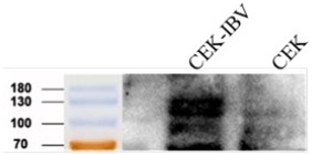 Anti-Infectious Bronchitis Virus (IBV) S Protein Mouse Monoclonal Antibody  (IBV-S_6H8)