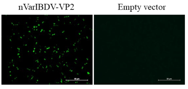 Anti-Infectious Bursal Disease Virus (IBDV) Variant VP2 Protein Mouse Monoclonal Antibody (VP2_5B5)