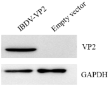 Anti-Infectious Bursal Disease Virus (IBDV) VP2 Protein Mouse Monoclonal Antibody (VP2_5G10)