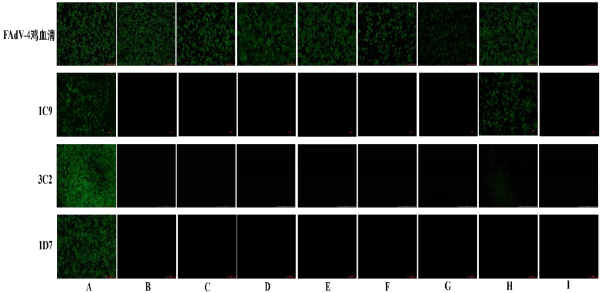 Anti-Serotype 4 Fowl Adenovirus (FAdV-4) Fiber-2 Protein Mouse Monoclonal Antibody (1D7)