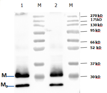 Anti-Canine Coronavirus (CCoV) M Protein Mouse Monoclonal Antibody (2G3)