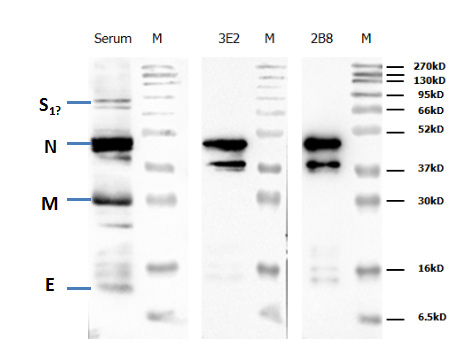 Anti-Canine Coronavirus (CCoV) N Protein Mouse Monoclonal Antibody (2B8)