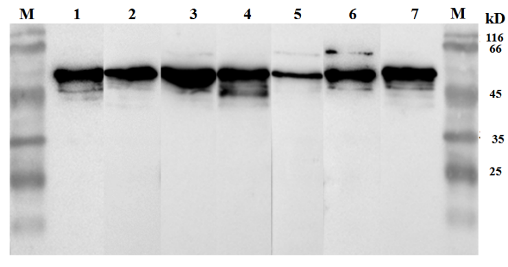 Anti-Canine Distemper Virus (CDV) N Protein Mouse Monoclonal Antibody (4G10)