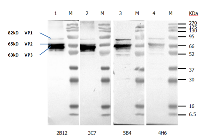 Anti-Canine Parvovirus (CPV) VP2 Protein Mouse Monoclonal Antibody (5B4)