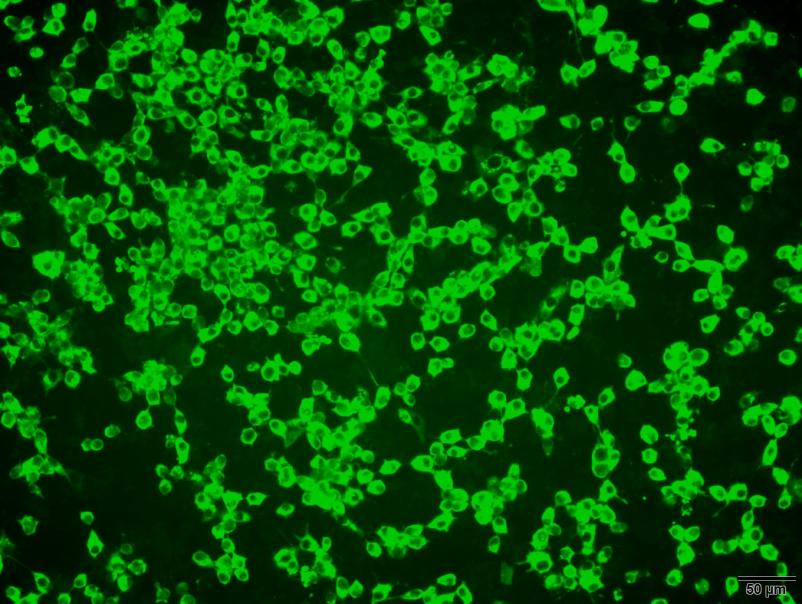 Anti-Feline Calicivirus (FCV) VP1 Protein Mouse Monoclonal Antibody (2D5)
