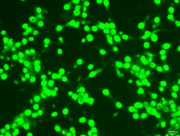 Anti-Feline Panleukopenia Virus (FPV) VP2 Protein Mouse Monoclonal Antibody (3G4)